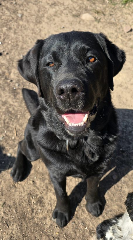 Milo