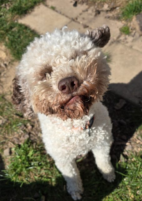 Teddy